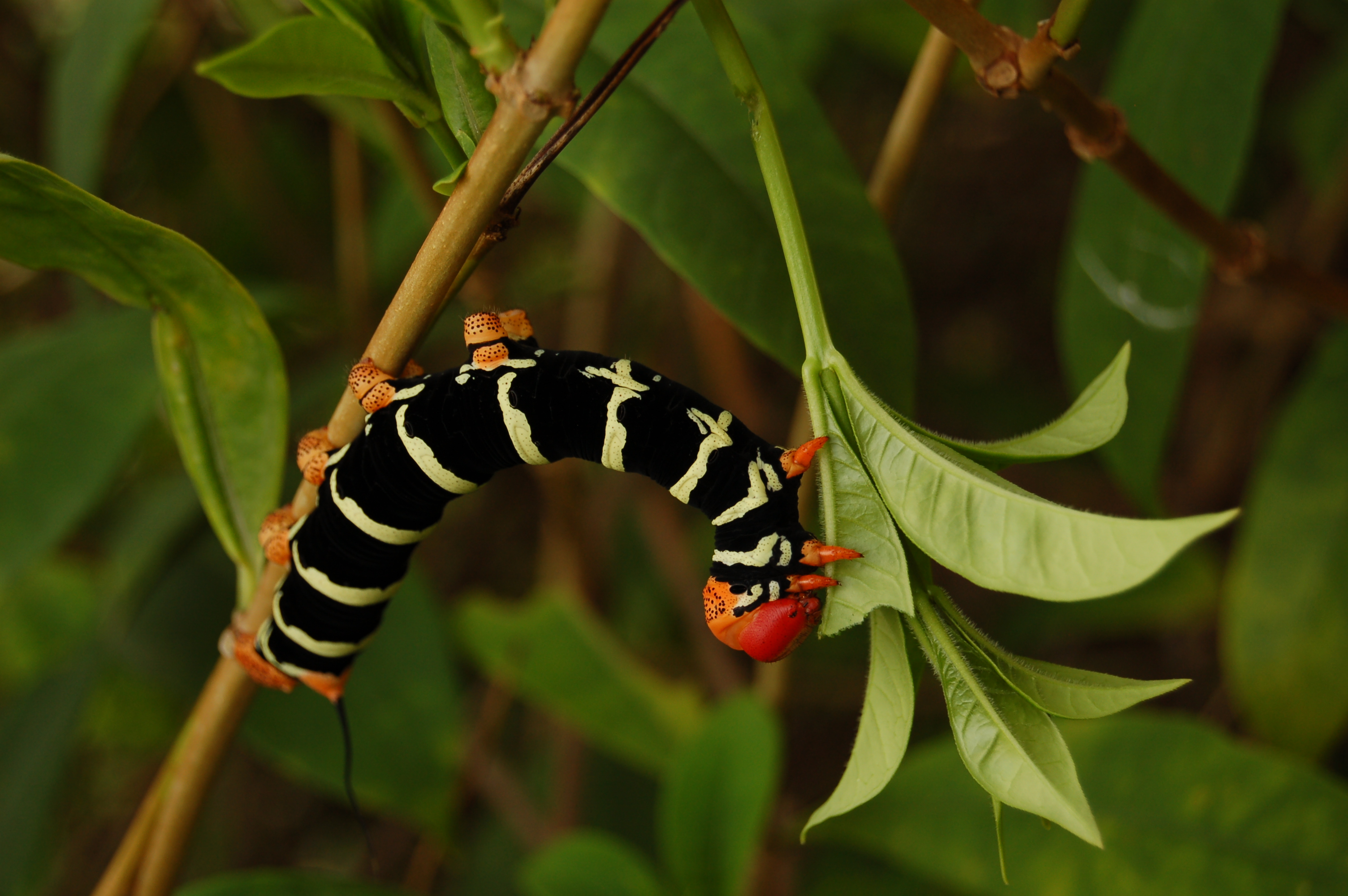Caterpillar of Pseudosphinx tetrio in Guadeloupe