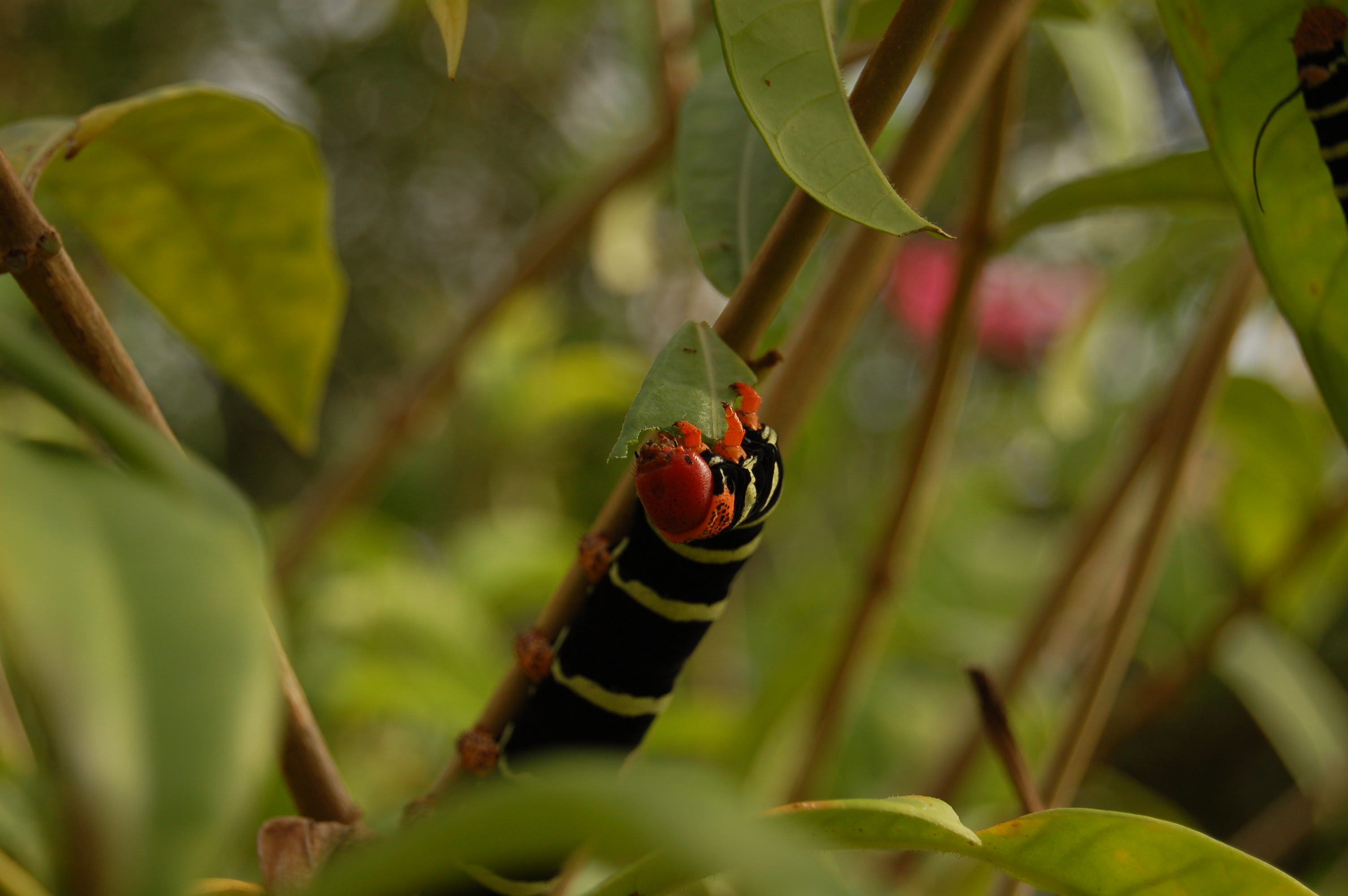 Caterpillar of Pseudosphinx tetrio in Guadeloupe